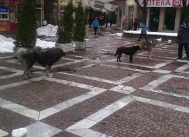Георги Козарев взе мерки срещу убийците на бездомни кучета