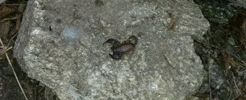 Гигантски скорпион откриха край Драгиново