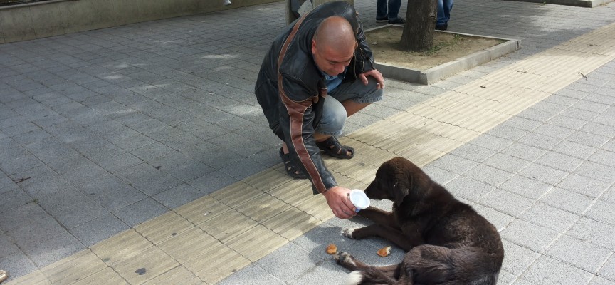 Твоята новина: Пазарджиклии се грижат за болно куче – беглец