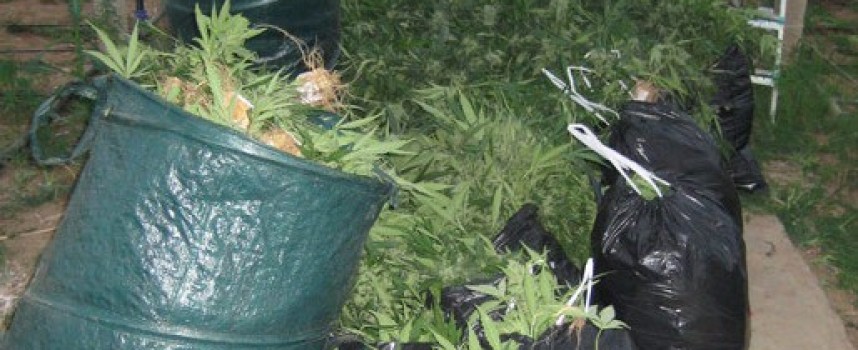 Двама братя от Пазарджик са замесени в банда за марихуана