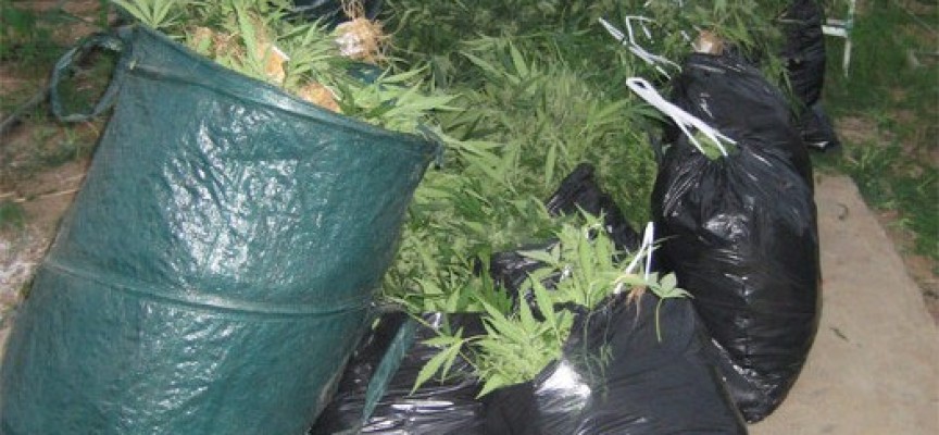 Иззеха над 18 кг. марихуана в Синитево