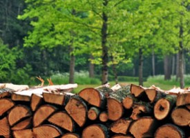 Панагюрска фирма е замесена в нелегална търговия с дървен материал