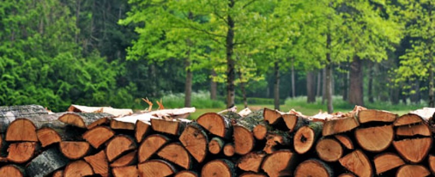Септември: Иззеха незаконни дърва от семчиновец