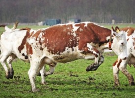 Областният управител свиква епизоотичната комисия заради нова болест по добитъка