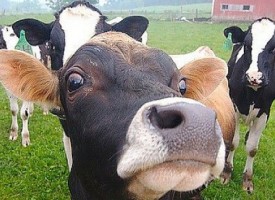 Гинче Караминова свиква епизоотичната комисия, заради зараза по говедата