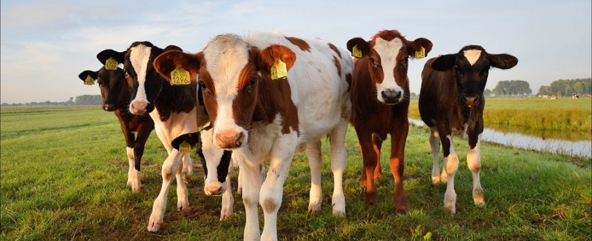 104 крави отиват в екарисажа заради нодуларен дерматит