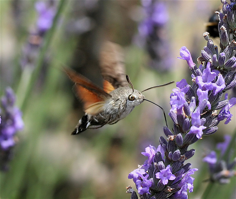 09Macroglossum_stellatarum1_NR