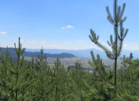 Сесията за отмяната на решението за гората на Црънча ще е в понеделник