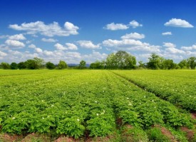 Обединени земеделци предлагат мерки за подкрепа на земеделските производители и местната власт