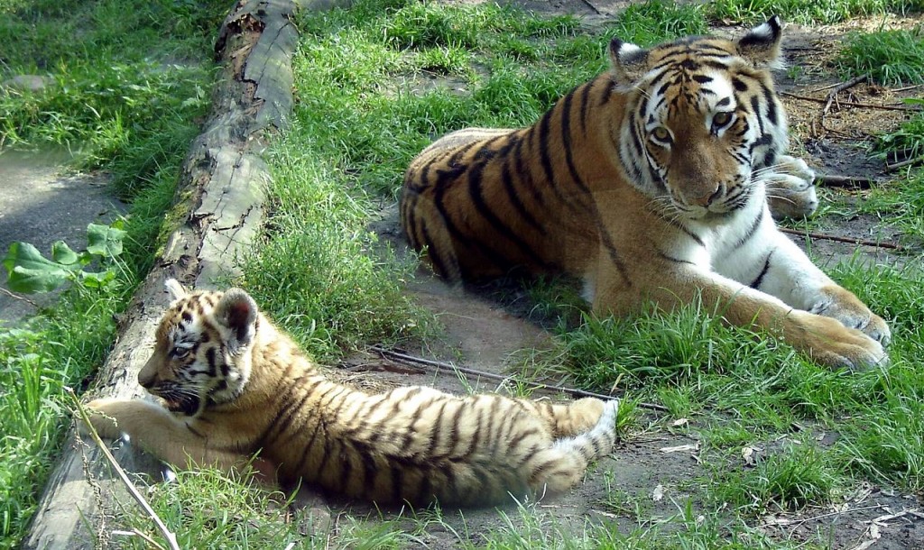 18Zoo_Siberian_Tigers
