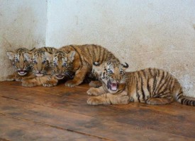 Търсят се кръстници за малките тигърчета