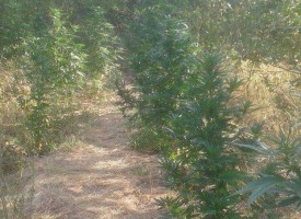 Арестуваха двама за плантация с марихуана