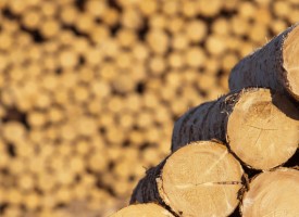 Иззеха незаконни дърва в Кандьови