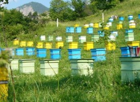 Намалява се административната тежест при регистрацията на пчелини