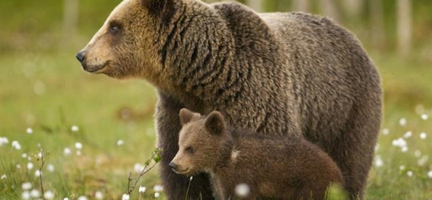 Екоексперти се включиха в преброяването на дивите мечки в Родопите