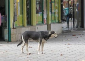 В Пазарджик: Бездомните кучета поздравявали с „Густо, майна“