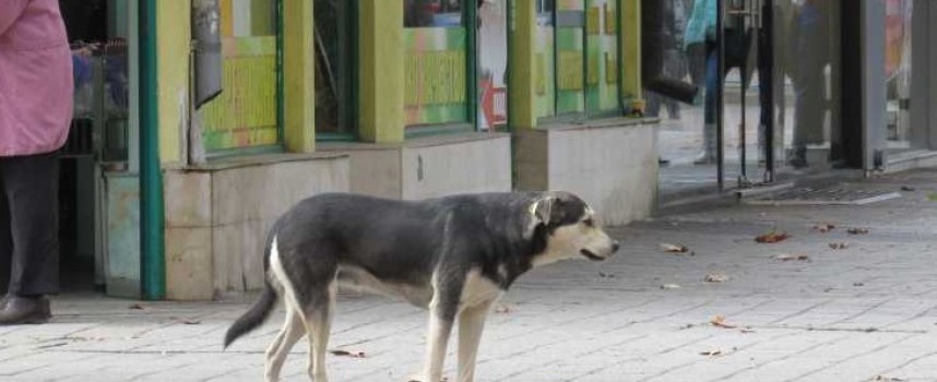 Общински съвет и Община Пазарджик публикуваха проект за овладяване на популацията от бездомни кучета