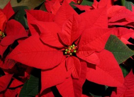 От два до пет лева за Коледна звезда на Пазара, вижте и другите цветя цъфтящи за Рождество