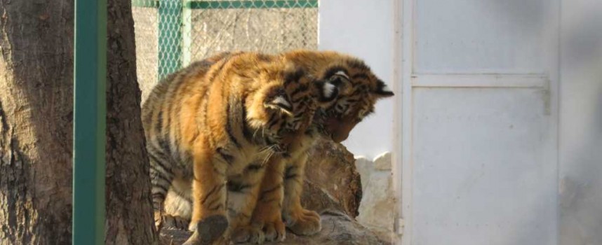 Вижте неделната следобедна игра на Найша и малките тигърчета в зоокъта на Пазарджик