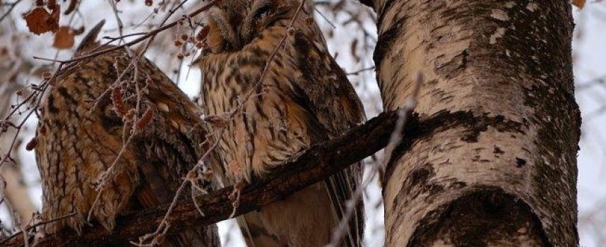 Откриха птичи грип в Пазарджик, две заразени ушати сови са дали положителен резултат