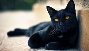13котка