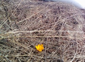 Пролетта е близо, първият минзухар вече цъфна в Ракитово