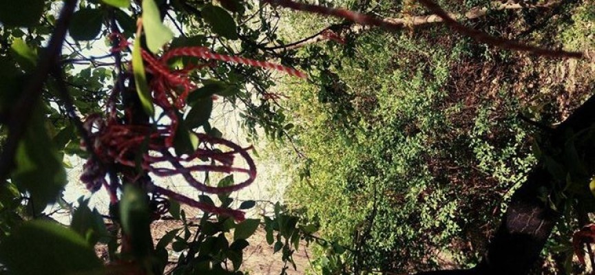 Акция „Освободи дърво от мартеница“ стартираха природолюбители