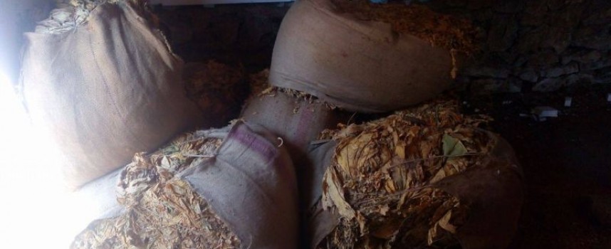 40 кг. сух тютюн прибраха от 24-годишна в Ракитово