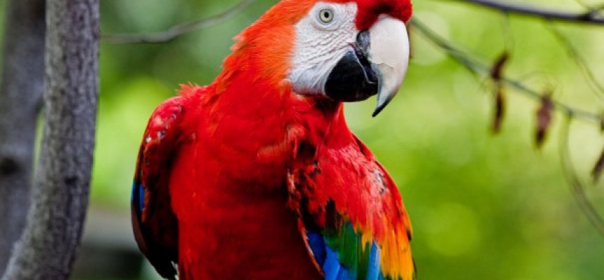 Научи новите правила за търговия с папагали от вида „Жако”
