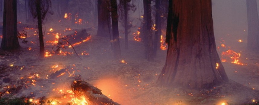 В жегите: Полицията напомня – опасността от пожари е огромна, пази гората