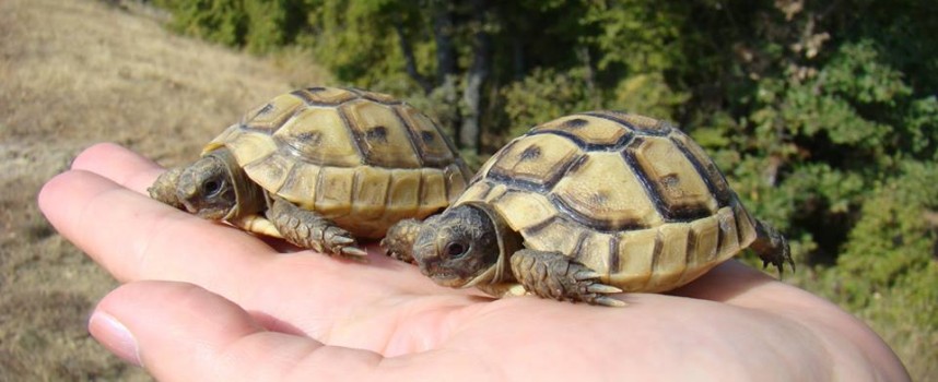 Седем шипобедрени костенурки и три щъркела бяха спасени от екоинспектори