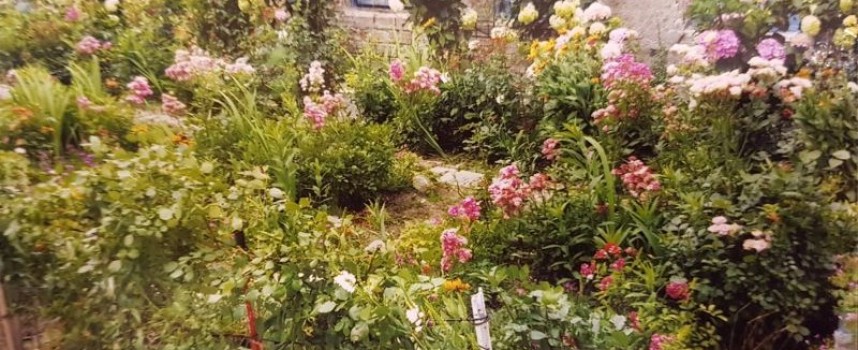 Вход за пример: 1000 рози в кампанията за „По-чист, по-красив и цветен Пазарджик“