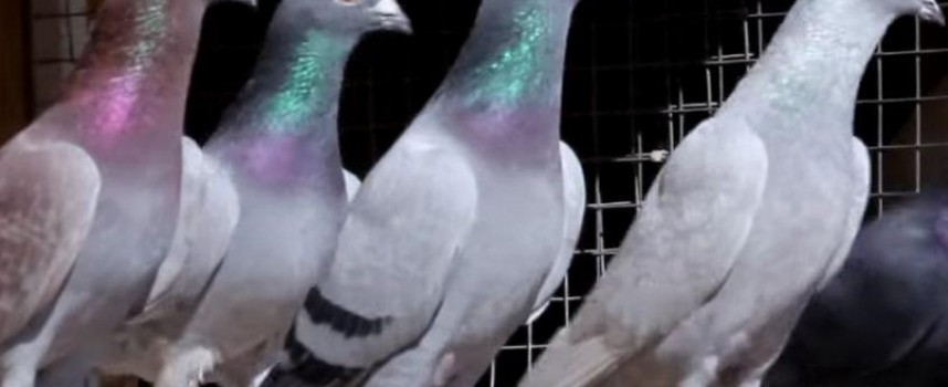 Братаница: Съселяни обраха гълъбовъд, разкриха ги