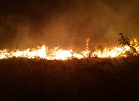 500 дка лозя и сухи треви горяха снощи край Карабунар
