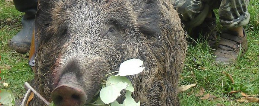 Кошмарът се завръща: Потвърден е случай на АЧС при отстреляно диво прасе в района на Панагюрище