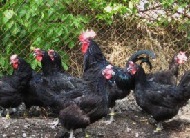 „Птичи грип“ нападна Варвара, вижте какво предписаха от Агенцията по храните
