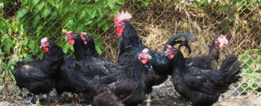 Заради псевдочумата: Умъртвиха хуманно 27 кокошки в Синитово
