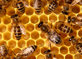 Областна администрация: Пчеларите получават SMS-и къде и кога ще пръскат с химикали