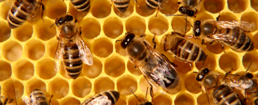 Биопродукти и пчелен мед ще се предоставят по схемите „Училищен плод“ и „Училищно мляко“