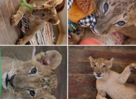 Терез и Масуд идват в Пазарджик, цялата история на лъвчетата от раждането им до днес