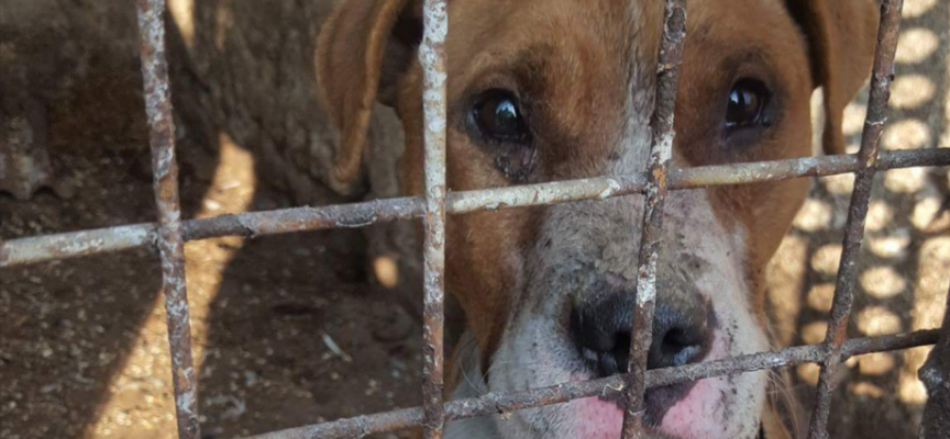 Кучето Цезар може да бъде евтанизирано или предадено на клиника в Перник