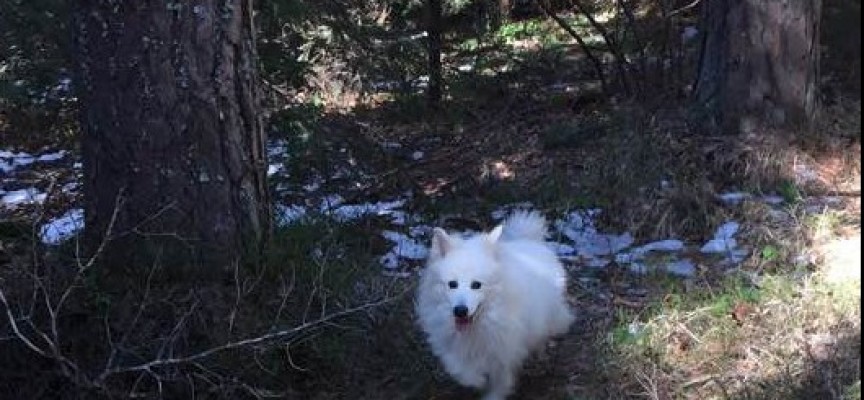 Откриха кучето – партизанин на Атолука, вече е у дома