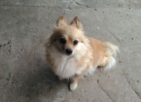 Wanted: Малко кученце изчезна в Мокрище