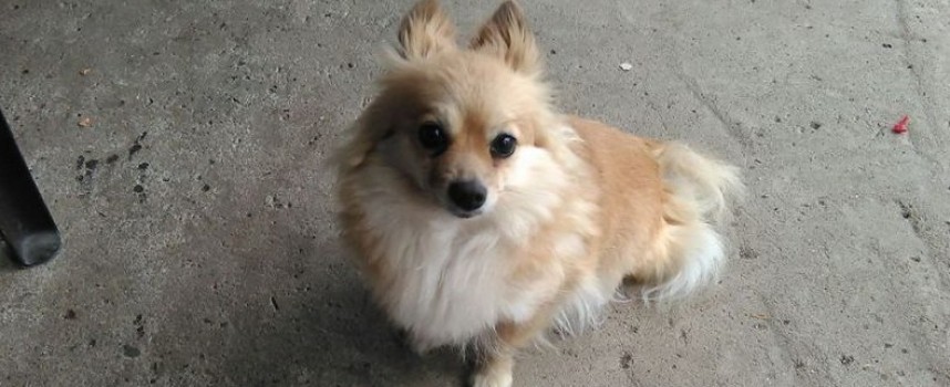Wanted: Малко кученце изчезна в Мокрище