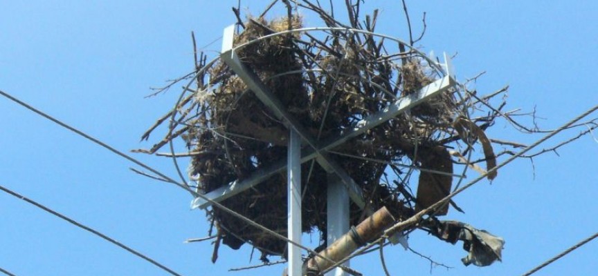 195 нови платформи за щъркелови гнезда постави ЕВН