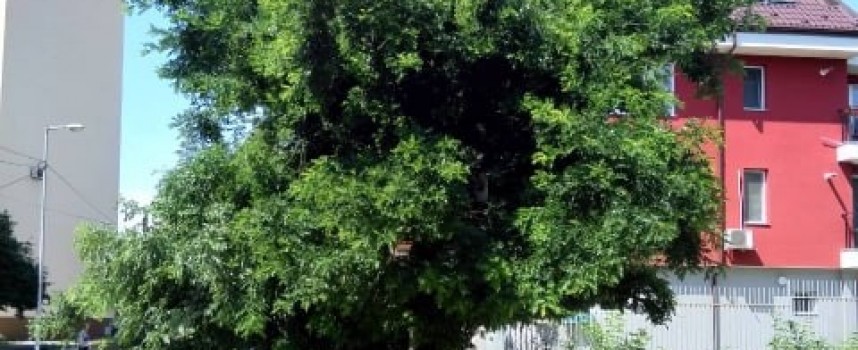 Читателска връзка: Да окастрят дърветата по ул. „Димитър Греков“, не може да се минава под тях