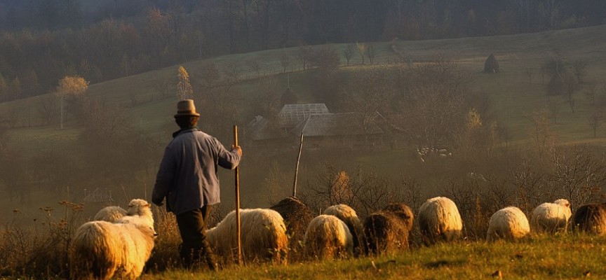 Мъж и жена от Септември откраднаха пет овце