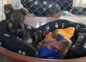 Направиха приют за бездомни животни в Мало Конаре