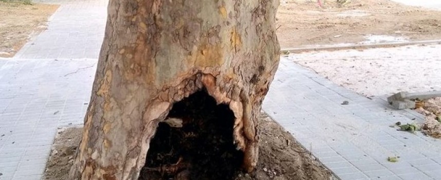 Читателска връзка: Изгнило дърво си остава след ремонта на ул. „Д.Дебелянов“?