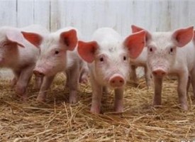 Африканска чума по свинете е констатирана в Априлци, ето какво следва